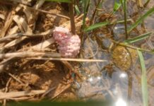 ခရုနီကြောင့် ပုံးအင်းဒေသ စပါးခင်းများ ပျက်စီးနေ