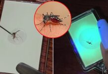 ထိုင်းအမျိုးသမီးတစ်ဦး “ခြင်” အသေများရောင်းကာ စီးပွားဖြစ်