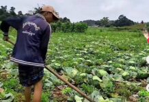 သျှမ်းတောင် ဂေါ်ဖီထုတ်ဈေးမရ၊ စိုက်ခင်းရှင်းလင်းရသည့်အထိဖြစ်