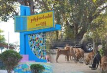 တောင်ကြီးတွင် ခွေးများကို ပစ်မှတ်ထား အစာအဆိပ်ခတ်ခံနေရ