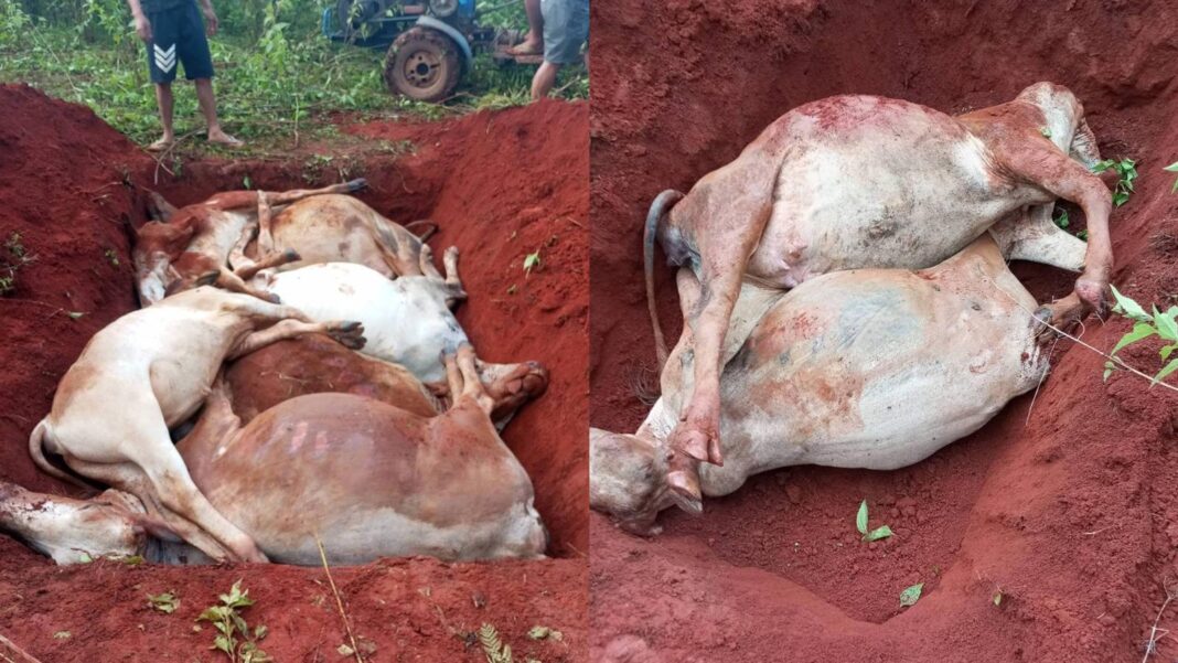 မိုးကြိုးပစ်ခံရပြီး သေဆုံးသွားသည့်နွားများ