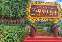 နှစ်စဉ် ရေကြီး တောင်ပြိုသည့် ဟိုပုံးဒေသ သစ်ပင်စိုက်ရန် စစ်အစိုးရ တပင် ကျပ်လေးရာဖြင့်ရောင်းချနေ
