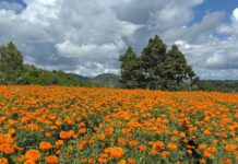 တရုတ်နှင့် စာချုပ်ထားသည့် မာရီဂိုးလ်စိုက်သူများ အရှုံးပေါ်လျှင် တရုတ်ကို လျော်ကြေးပေးရမည်ဟုဆို