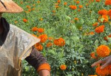 မာရီဂိုးလ်ပန်းစက်ရုံထွက်အနံ့ကြောင့် ဒေသခံများ ခေါင်းမူး၊ အော့အန်မှုဖြစ်