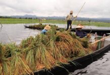 “ရိုးရာ စိုက်ပျိုးရေးတွေကို လက်ဆင့်ကမ်းမယ့် တောင်သူတွေ မရှိတော့တဲ့အတွက် ဒေသတွင်း စိုက်ပျိုးရေး စနစ်တခုလုံး ပြိုလဲသွားနိုင်တဲ့အထိ စိုးရိမ်ရတယ်”