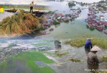 စပါးကျီအစား အကြွေးကျီသာ ပြည့်နှက်နေသည့် ပုံးအင်းလွင်ပြင်